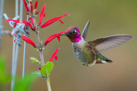 Un colibri au cou et à la tête d'un rose iridescent, en vol, se nourrit dans une fleur rouge.