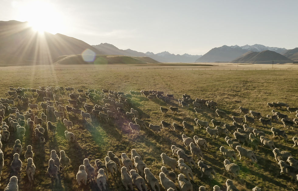 Screen Shot 2021-01-06 at 1.14.06 PM 1.jpg