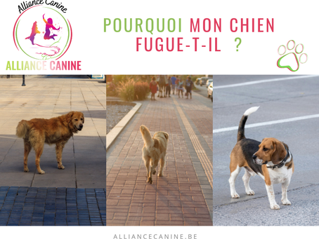 chien qui fugue