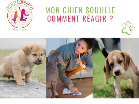 7 astuces pour résoudre les problèmes de souillure chez les chiens