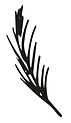 feder-04.png