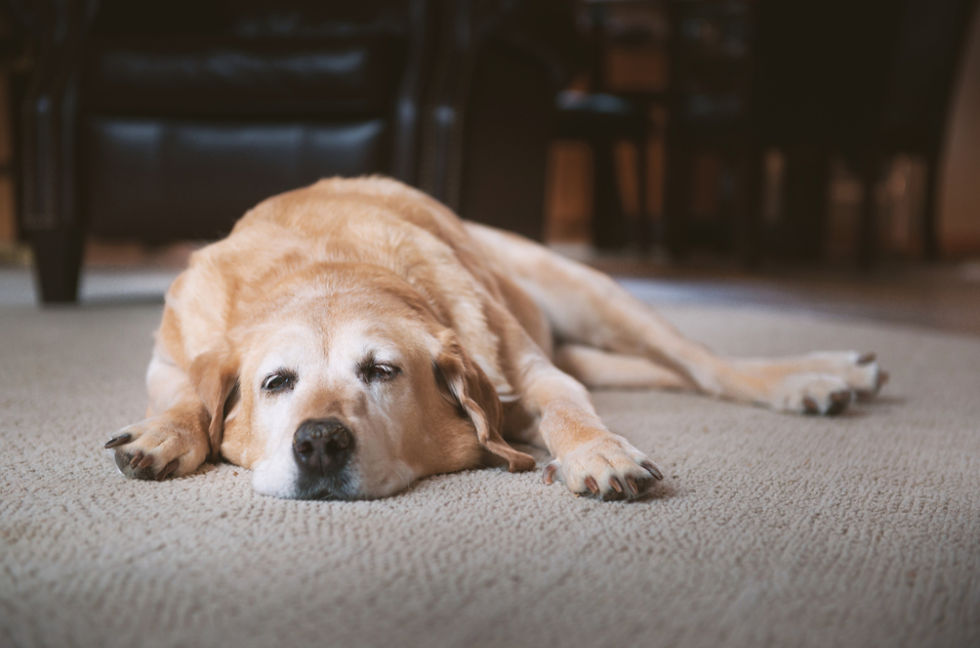 Is Your Senior Pet Slowing Down — Or Suffering? How to Tell the Difference