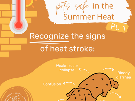 How to Keep Pets Safe in The Summer Heat | Part 1 Infographic