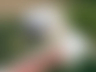 Pets and Ticks | Part 1