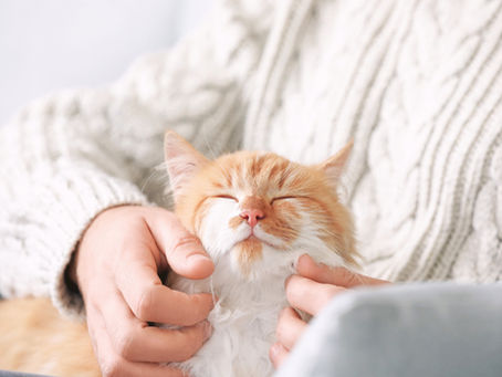Supporting Your Pet at Home: Practical Care While Dr. Kho Is on Leave