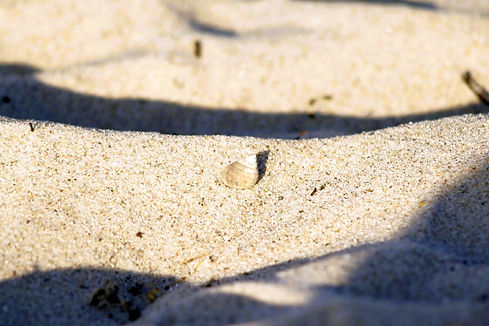 Sand Schnecke a.JPG