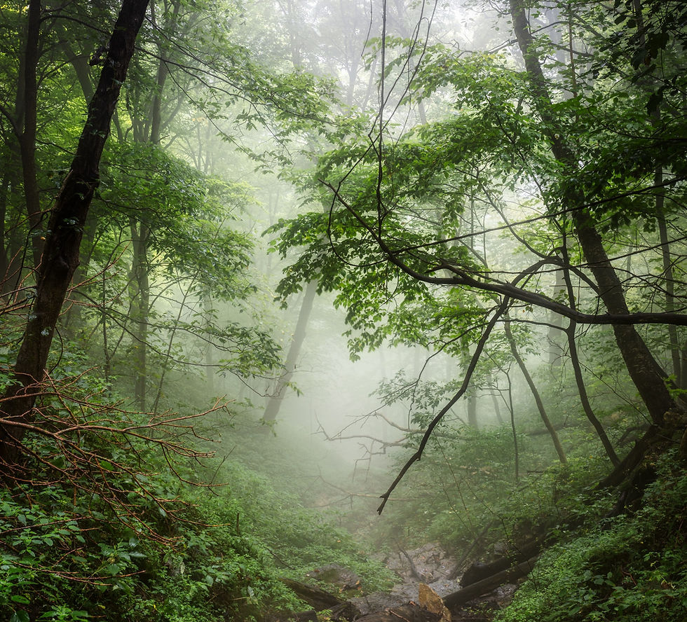 Alchemy Forest - Image 1
