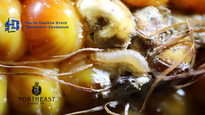 Close-up of rotten corn kernels with a white grub and mold, labeled South Dakota State University Extension and Northeast Radio SD.
