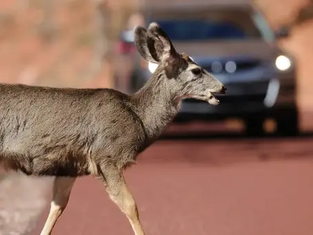 Deer crossing a red road with a car in the background. Brown earthy setting. Northeast Radio SD logo at the bottom right.