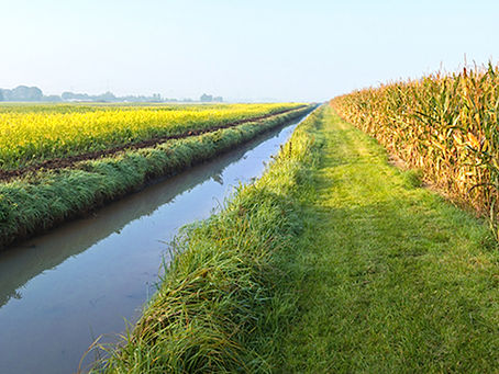 A tranquil landscape with a canal running between green fields and a cornfield under a clear blue sky, conveying a calm rural scene.