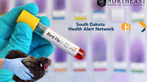 Gloved hand holds bird flu test tube beside chicken, with South Dakota Health Alert Network and Northeast Radio SD logos.