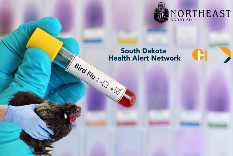 Gloved hand holds bird flu test tube beside chicken, with South Dakota Health Alert Network and Northeast Radio SD logos.