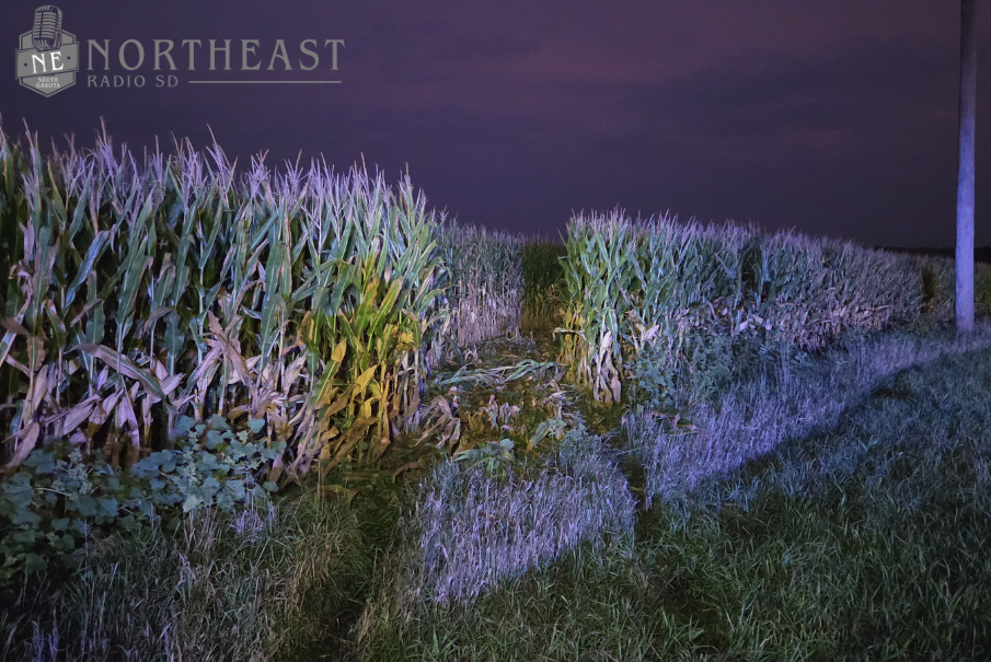 Cornfield at night lit purple-blue, with a grassy path between rows and the Northeast Radio SD watermark in the corner.