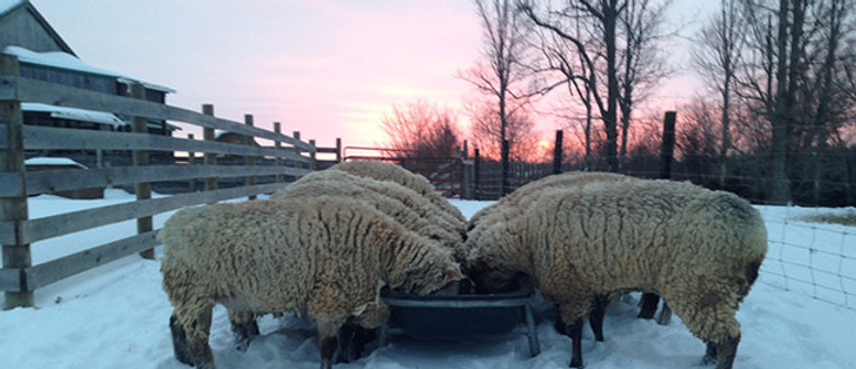 Sheep Breeder Listing