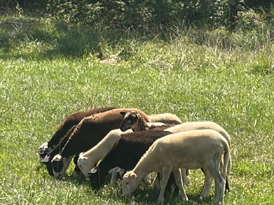 lamb group.jpeg