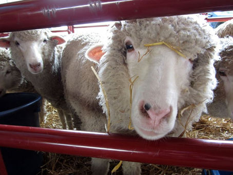 It's Time for The Kentucky Sheep & Fiber Festival