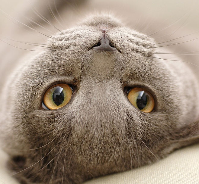 Reclining cat