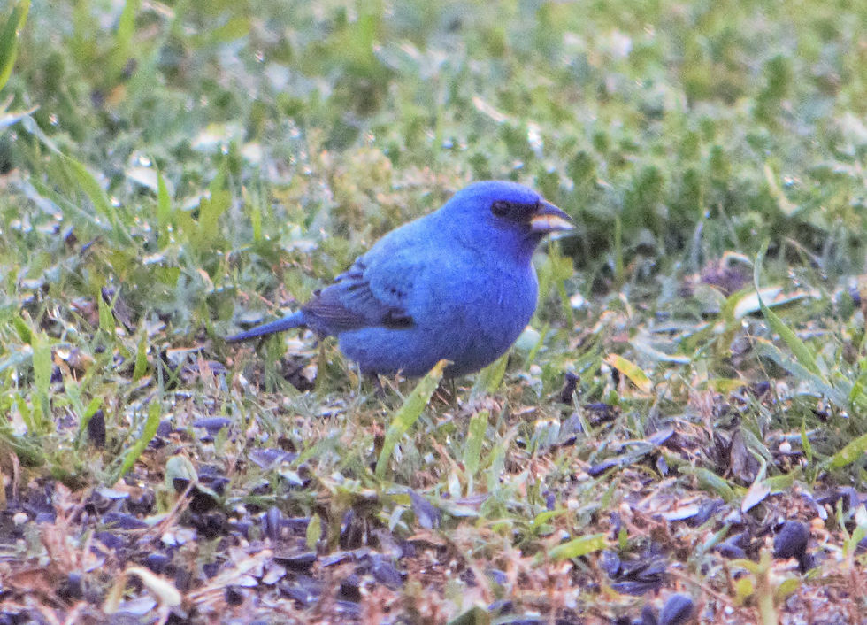 Indigo Bunting Dacula, GA
