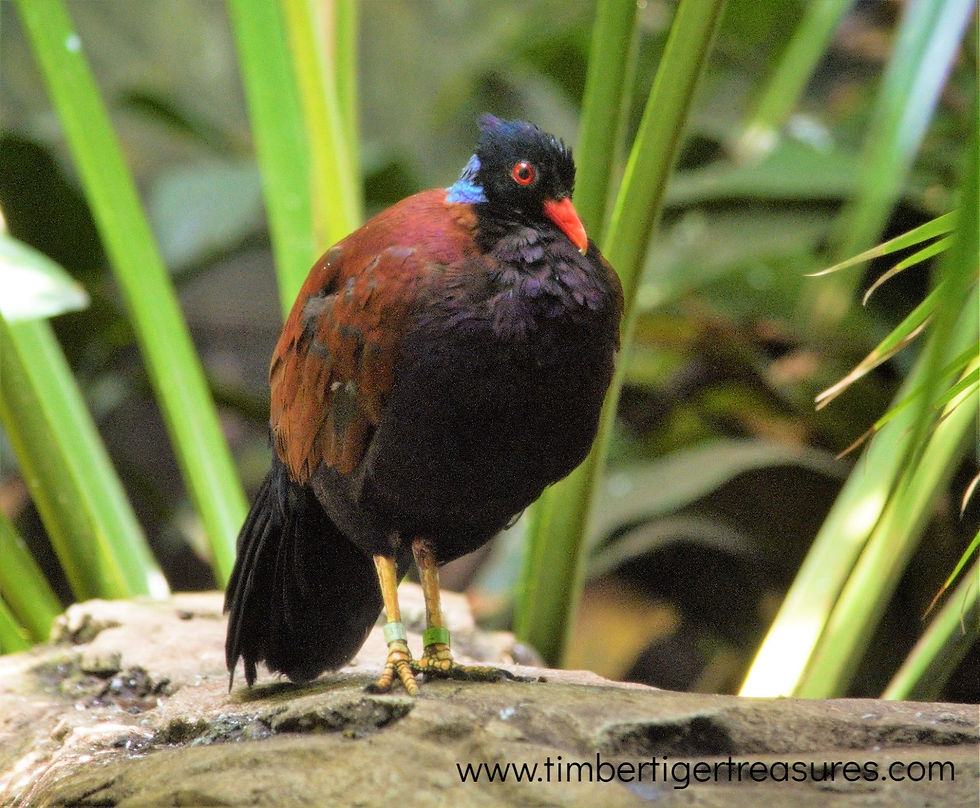Green-Naped Pheasant Pigeon - Otidiphaps nobilis