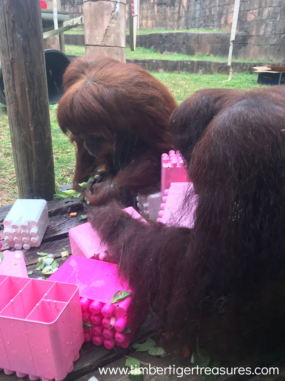 Sumatran Orangutan