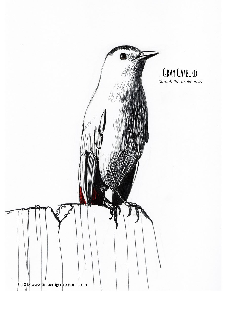 Catbird Printable 2