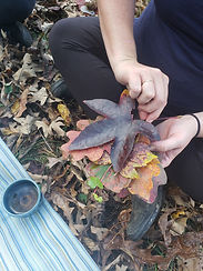 campwonderwander-foresttherapy-walkleaves.jpg