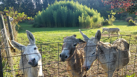 Tennessee landscape bamboo grove donkeys