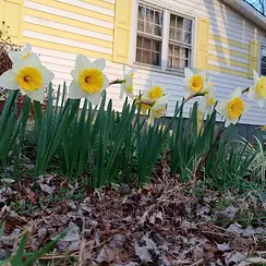 daffodils-earlyspring-cww.jpg