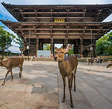 nara-japan-deer-283.jpeg