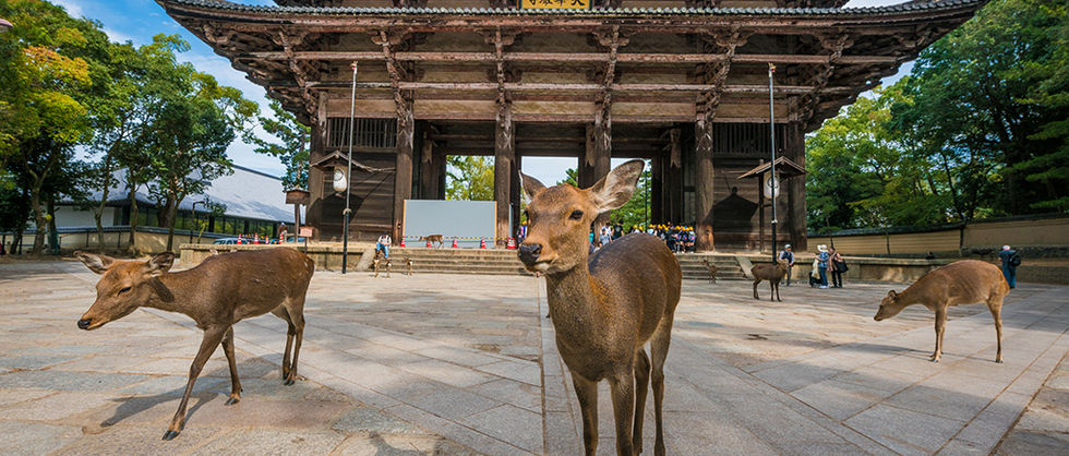 nara-japan-deer-283.jpeg