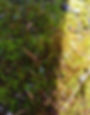 cww-moss-green_2025.jpg