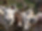 cww-groupretreat-donkeyfaces.jpg
