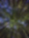campwonderwanderskybamboo.jpg