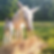 willowandbabysage-campwonderwander.jpg