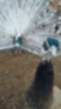 campwonderwanderr-peacocks-promo.jpg
