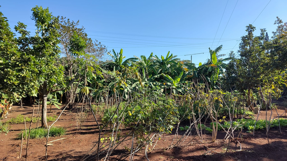 Gartenarbeiten, Literaturclub und Vorbereitungen für Valentinstag