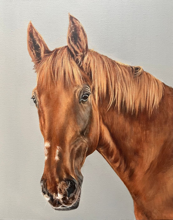 Pet Portrait Ireland