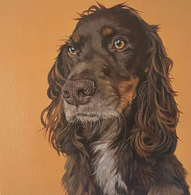 Pet Portrait Ireland