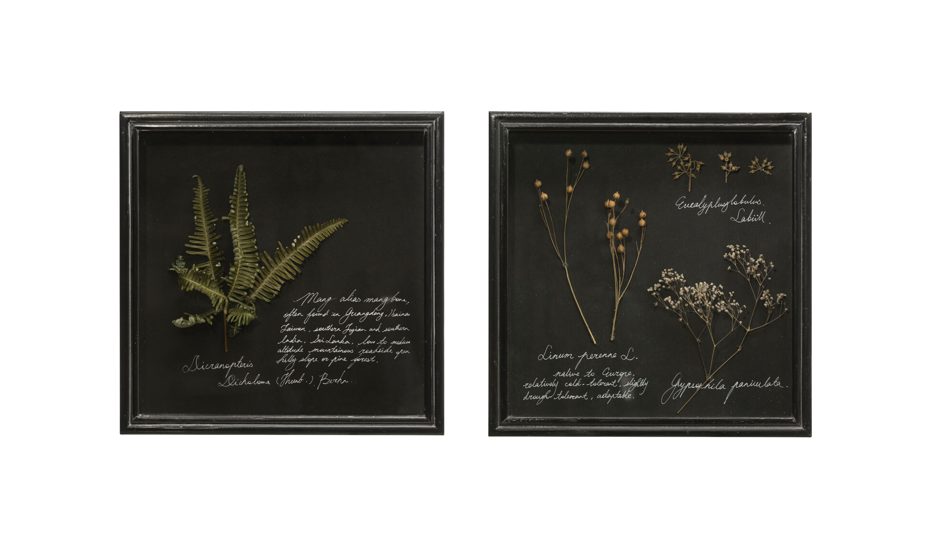 Dried Botanicals in Square Shadowbox Frame (Set of 2 Styles)