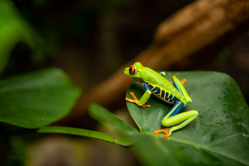 close-up-green-frog-leaf.jpg