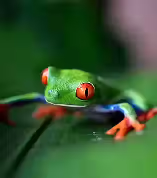 costa rica essential .avif