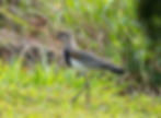 RutaAves0156.jpg
