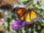 Butterfly_7.jpg