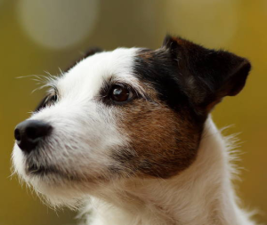 jackrussell