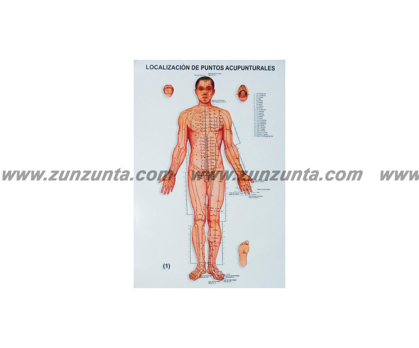 Póster "Localizador de Puntos Acupunturales"