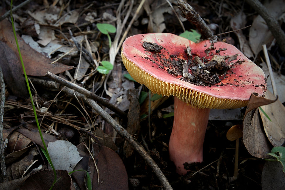Autumn mushroom