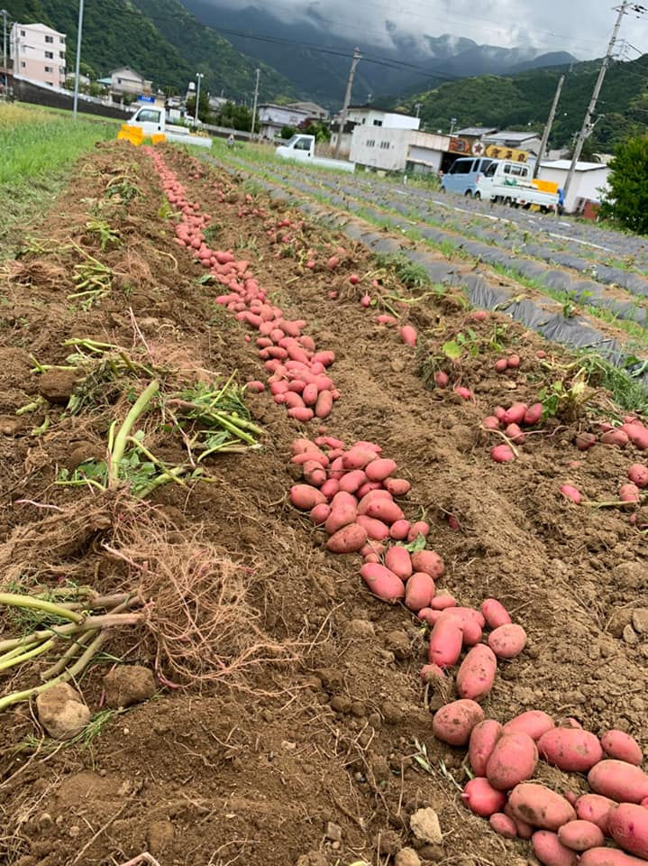 さつまいも収穫体験
