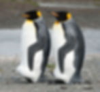 OW King Penguins South Georgia