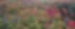 Treetops.jpg
