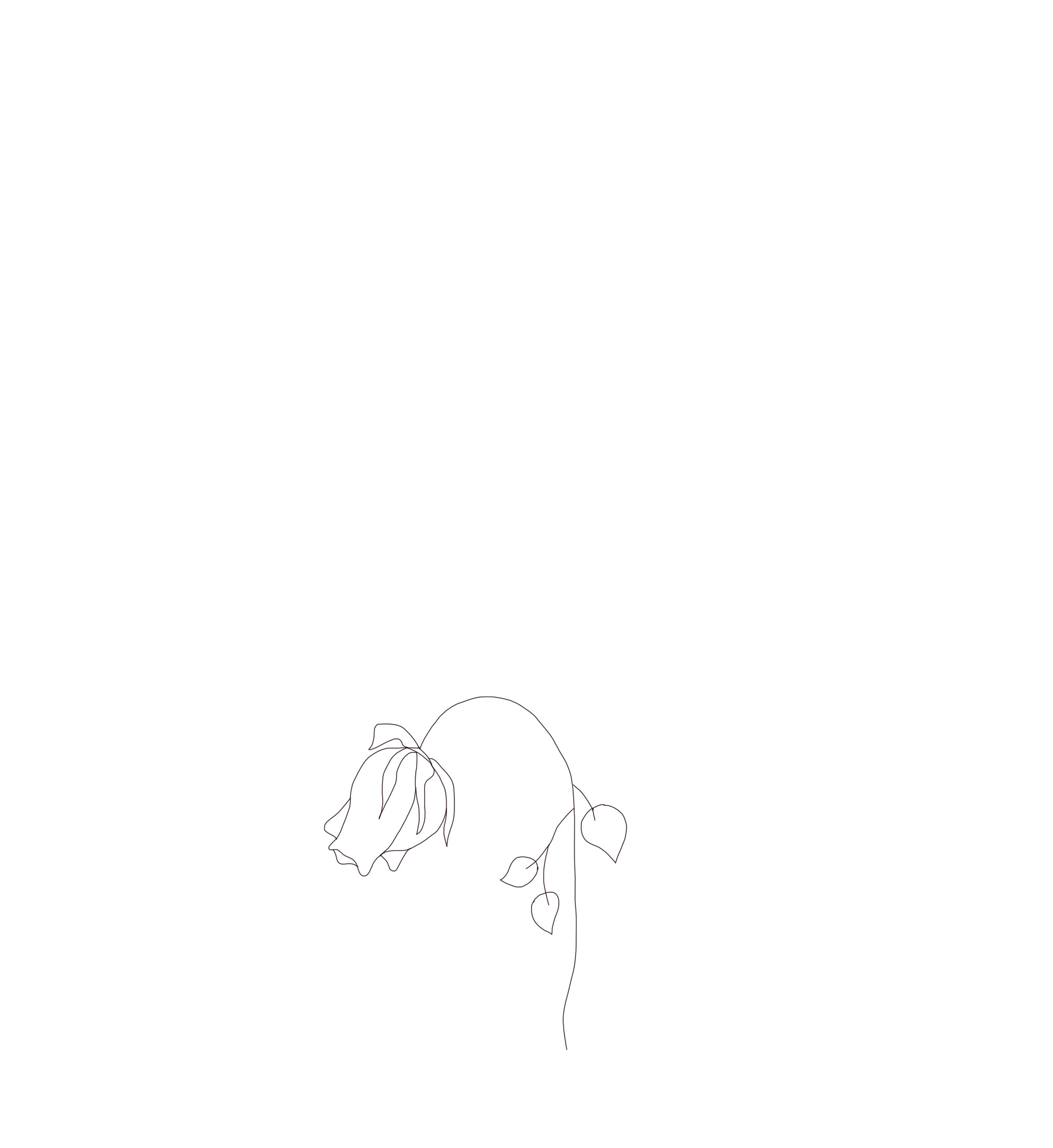 Life cycle.gif